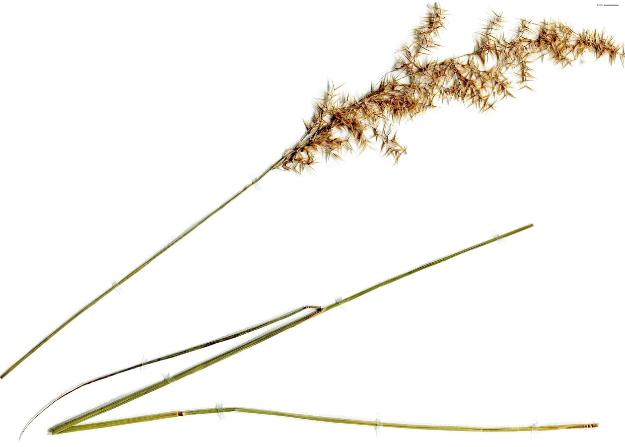 Calamagrostis canescens subsp. canescens (Poaceae)